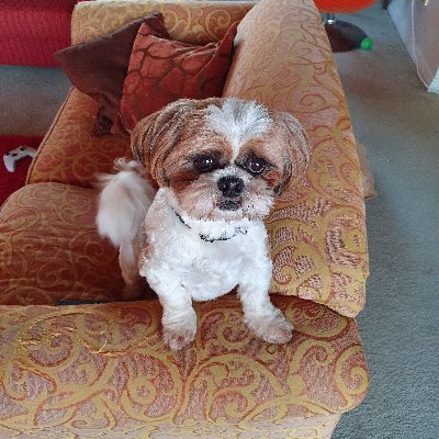 Profile Picture of Judy Gould (@JudyGou28613158) on Twitter