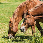 Profile Picture of Mark Neath (@walking dad) on Flickr