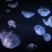 Profile Picture of Makayla Mcbride (@makaylamcbride5050) on Youtube