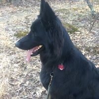 Profile Picture of Daniel Amaral (@daniel-amaral-11) on Quora