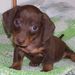 Profile Picture of Leah Koppel (@feld62) on Pinterest