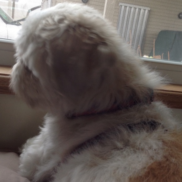 Profile Picture of Nancy Kinyon (@56granni72) on Poshmark