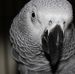 Profile Picture of Walter Cramer (@walter.cramer.7) on Facebook