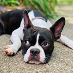 Profile Picture of Carl The Boston Terrier (@carlthebostonterrier) on Instagram