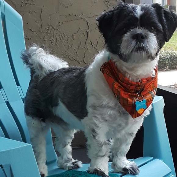 Profile Picture of Tamara Rojas (@tamararojas) on Poshmark