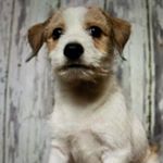 Profile Picture of Rudy 🐶 (@rudagertherussell) on Instagram