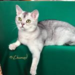 Profile Picture of Cindy Browning (@silverpawscattery) on Instagram