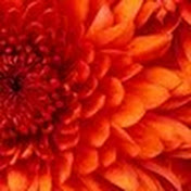 Profile Picture of Whitney Michael (@whitneymichael820) on Youtube