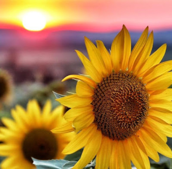 Profile Picture of Marlene Madrigal (@marlenemadri774) on Poshmark