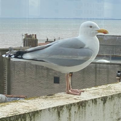 Profile Picture of Ben Copley (@BenCopley10) on Twitter