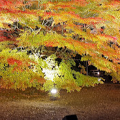 Profile Picture of Oscar Liu (@oscarliu5968) on Youtube