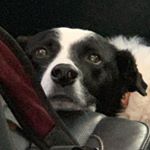Profile Picture of Brady Koch (@i_am_dundee) on Instagram