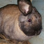 Profile Picture of Vanessa Bledsoe (@nopokebunnies) on Instagram