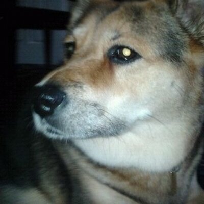 Profile Picture of Angie GIRL Puppy (@AngieBEGAl_Chow) on Twitter