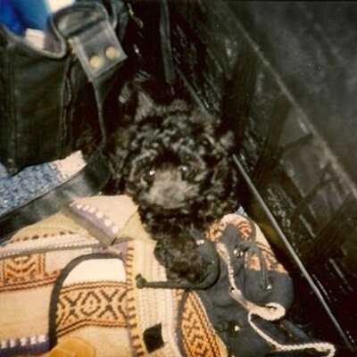 Profile Picture of Sean Seidel (@Dracuul) on Twitter