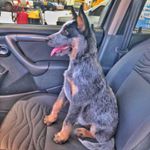 Profile Picture of 🐾Bob Blue Heeler🐾 (@bobheeler) on Instagram