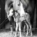 Profile Picture of Seanna Quinn (@Dalyupcowgirl) on Pinterest