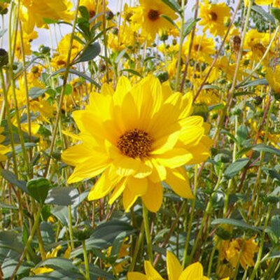 Profile Picture of まぁこ (@mako_eva01) on Twitter