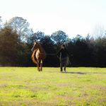 Kate Cantrell - Instagram Profile Picture of Kate Cantrell (@elysianequine) on Instagram
