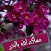 Profile Picture of Adam Hayat (@adam.hayat.9028) on Facebook