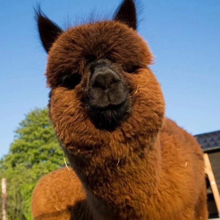 Profile Picture of Drusilla (@drusilla_) on Tiktok