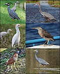 Profile Picture of Heron - Wikipediaon Wikipedia