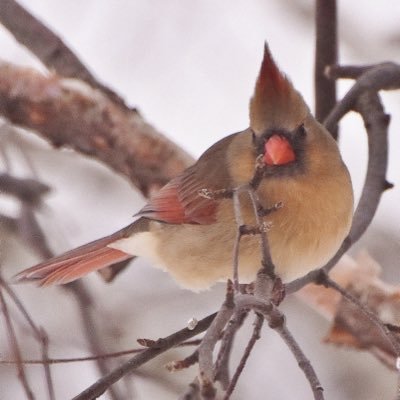 Profile Picture of Pat Keller (@pattiKeller) on Twitter