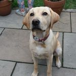 Profile Picture of Jeffrey Judge (@jeffreythewonderdog18) on Instagram
