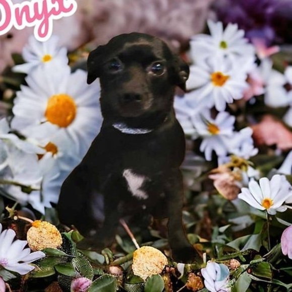 Profile Picture of Karen Ebersole (@bengalsgirl50) on Poshmark