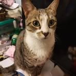 Profile Picture of Davi Silvido (@david.hombremosca) on Facebook