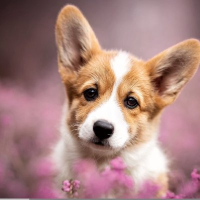 Profile Picture of Corey Kraft-Daisy (@kraft_daisy) on Twitter