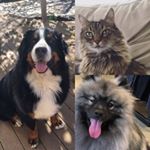 Profile Picture of Bruce, Shanks & Koda (@bruce_shanks_koda) on Instagram