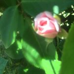 Profile Picture of Raelyn Rodriguez (@raelyn._.nn) on Instagram