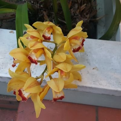 Profile Picture of CINDY DREW (@CINDYDREW16) on Twitter