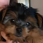 Profile Picture of Yoshi Mario Luigi Ashby (@yoshi_the_puppy1) on Instagram