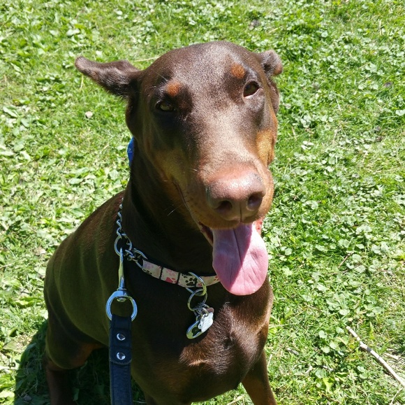 Profile Picture of Debbie Repicky (@debrepic) on Poshmark