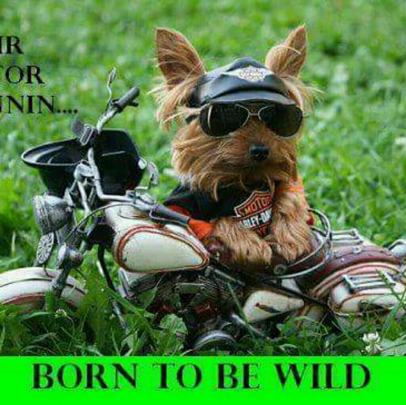 Profile Picture of Maria Marconi (@bachirum) on Poshmark