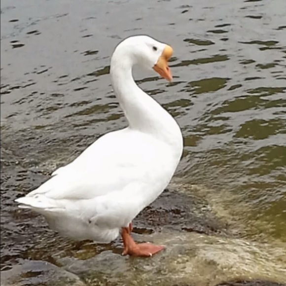 Edee Gralapp - Poshmark Profile Picture of Edee Gralapp (@edeegralapp) on Poshmark