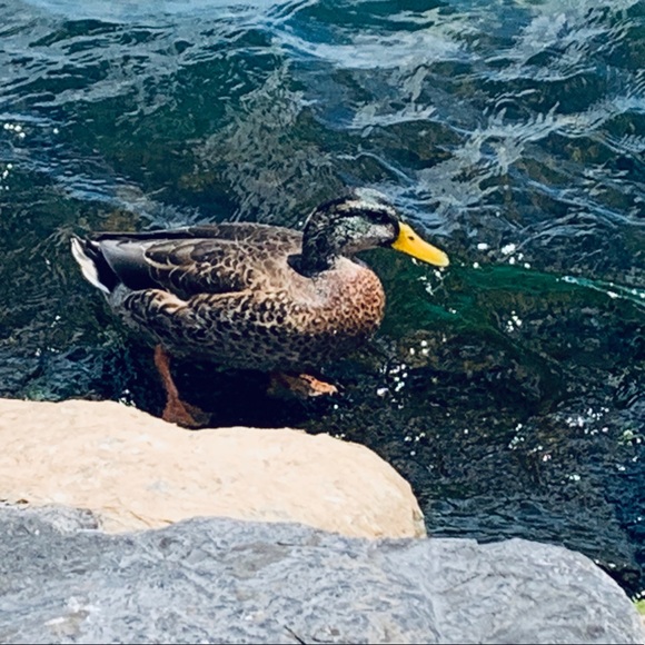 Profile Picture of Morgan Mckimm (@m_mckimm) on Poshmark