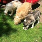Profile Picture of Steve Lisa Krouse (@afghan_hound_ramses) on Instagram