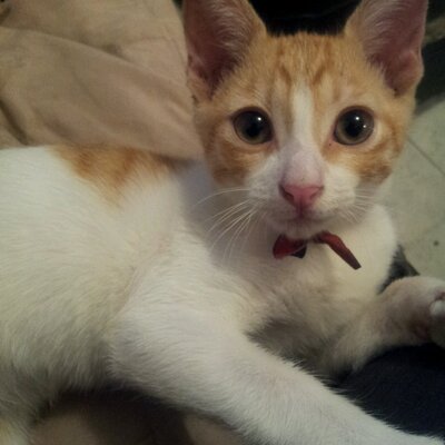 Profile Picture of J Francisco Becerril (@jfbecerrilo) on Twitter