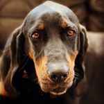 Profile Picture of Heidi the Coonhound (@heidithecoonhound) on Instagram