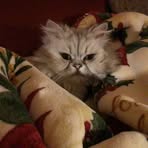 Profile Picture of Chris Poulin (@chris.poulin.667244) on Facebook