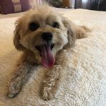 Profile Picture of Jonah The Cavachon (@jonesbonestreats) on Instagram