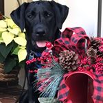 Profile Picture of Stacey Larsen (@staceylarsen13) on Instagram