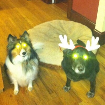 Profile Picture of Anne Trainor (@agoniannie) on Twitter