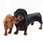 Profile Picture of Dexter, Ruby & Luna (@dashingdexter) on Instagram