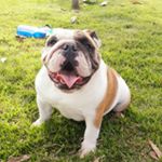 Profile Picture of zandor Nick Parente (@zandor_thebulldog) on Instagram