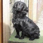 Profile Picture of Anthony Everitt (@foresteastgundogs) on Instagram