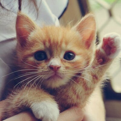 Profile Picture of Stella Mesa Restrepo (@stellamesarestr) on Twitter